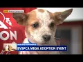 Brandywine Valley SPCA holding mega pet adoption event this weekend
