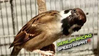 paling disukai juri lomba masteran gereja tarung konslet gacor dor ngerol abis kicautembak 