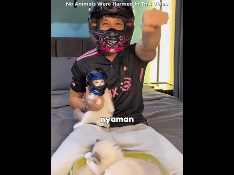 Dua Kucing Ini Dicoba Pakai Helm, Reaksinya Bikin Gemas! 😹 #shorts #kucing