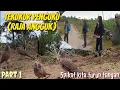 Download Lagu Butuh Waktu Dan Taktik Untuk Mendapatkan Tekukur Penguku Sampai 5pikat kita Turunkan@terkukur peliha
