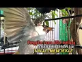 Download Lagu Suara Burung Kutilang Gacor ASLI Tanpa isian, Ampuh untuk Pikat Kutilang bikin kutilang Ribut gacor
