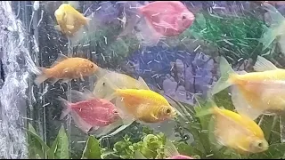 Tropical Taste Channel is live!