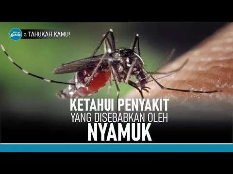 Inilah Beragam Penyakit yang disebabkan Oleh Nyamuk