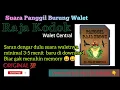 Download Lagu Suara burung walet SP Raja Kodok Original