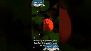ناديه مصطفى   مكتوب عليا وإلا بأيديا حقيقه وإلا وإلا حلم بخيالي دندنها