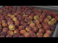 Peach Festival to be held this weekend at Mt Airy Orchards