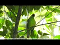 Download Lagu Burung Green Leafbird Besar (Jantan) @ Chiu SC DSCN7976