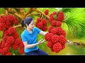 Download Lagu Harvesting 1000 + Kg Red Wild Pineapple Hybrid To Sell At Market | Tieu Ca- Free Bushcraft