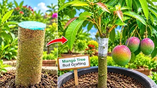 3 Multiple Grafting On One 4 Years Old Mango Plant ...