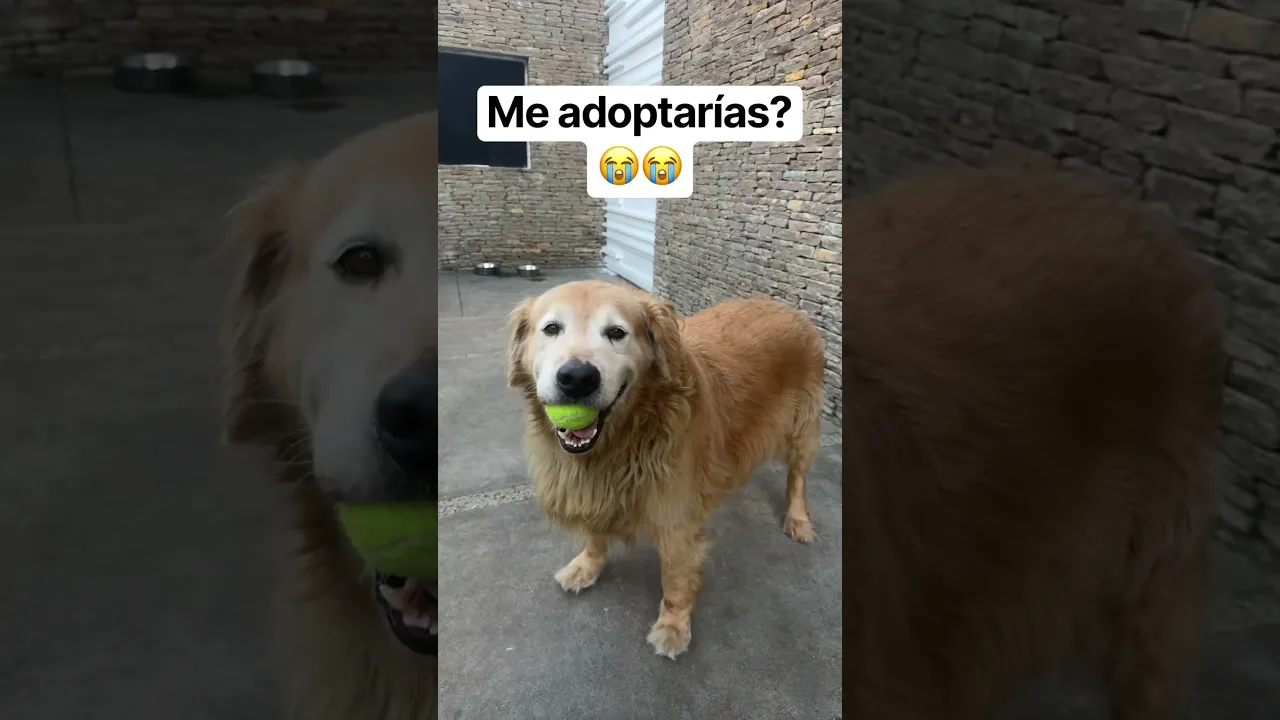 Me adoptarías 🐕🦮
