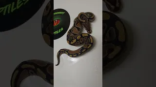 babies from banana genetic stripe to pewter