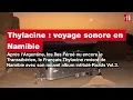 Thylacine : Voyage sonore en Namibie • RFI