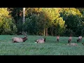 ELK in VIRGINIA Elk Tour with the Department of Wildlife Resources