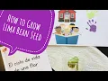 How to Grow a Lima Bean Seed