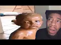 IMPOSSIBLE TRY NOT TO LAUGH COMPILATION