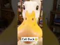 This Cute little Duck Sounds like an Alarm clock⏰ #animals #cuteduck #callduck #fyp