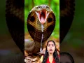 Download Lagu “Black Mamba Attack in 10 Seconds 🐍⚡ | Most Dangerous Snake in the World”