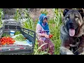 Download Lagu BAHÇE TOPLANIYOR / KIŞ HAZIRLIKLARI BAŞLIYOR / KAZLARIMIZ ÖLÜYOR /  YUMURTALARI KÖ YİYOR