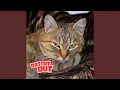 Download Lagu Det Det Dut