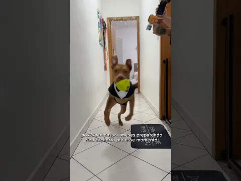ENFIM, BRILHEI 🙂‍↕️🤩 #pitbull #cachorro #casamento #noivos #cachorrosdobrasil #pets #animais