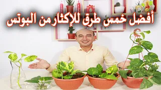 أفضل خمس طرق للإكثار من نبات البوتس او اللبلاب 