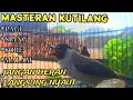 Lagu kutilang gacor TARUNG buat pancingan kutilang agar bunyi jadikan burung kutilang gacor