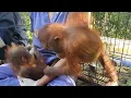 Cheeky orangutan wants to play; her friend just wants to sleep!