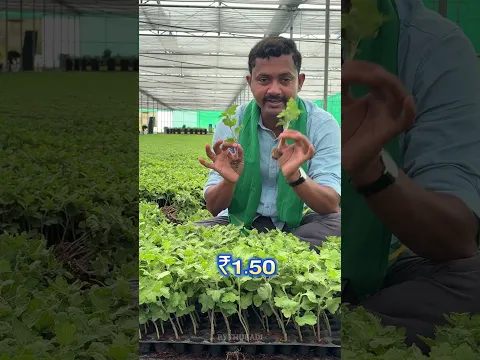 చామంతి మొక్కలు #rythubadi #chrysanthemumplants #agriculture