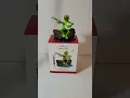 Shamrock454 Ebay Item Kermit