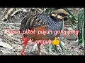 Lagu Suara burung puyuh hutan/puyuh gonggong💯% Mantul👍👍
