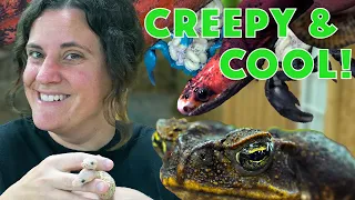 Spookiest Reptiles we have at the Zoo😳