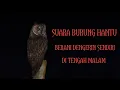 Download Lagu SUARA BURUNG HANTU BURUNG MALAM YAKIN MAU DENGERIN SENDIRI DIMALAM HARI