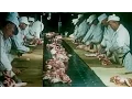 This is Hormel 1965 Meat Processing Plant Tour -