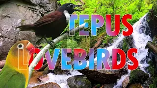  masteran murai batu tepus vs lovebird duel isian bikin murai nembak u0026 gacor brutal masteranmurai