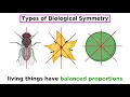 Organization and Symmetry in Kingdom Animalia