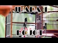 Download Lagu KACER JUARA 1 FULL AKSI DI SAMBAS  [ KACER BOJOT