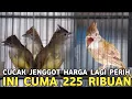 Download Lagu GURU VOCAL HARGA TERJANGKAU CUCAK JENGGOT CUMA 225 RIBUAN DI PASAR BURUNG PRAMUKA 