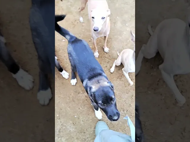 動画