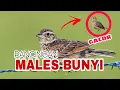 Download Lagu SUARA BRANJANGAN GACOR DOR  - AUDIO TERAPI SUARA BRANJANGAN MALES BUNYI 1 JAM