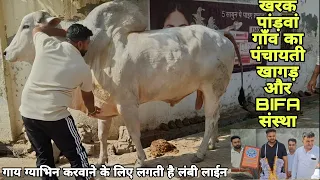 हरयाणा का सबसे बड़ी थुई वाला खागड़💪100 km दूर से आती हैं गाय ग्याभिन होने👌BIFA संस्था ने ला दी लहर