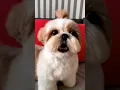 Download Lagu shihtzu Dog Barking| Shih Tzu barking #dogs#shihtzupuppies