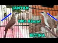 Download Lagu Cara Membedakan Trucukan Jantan dan Betina Akurat