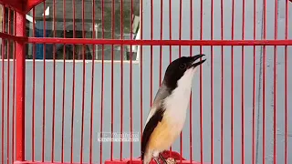 masteran cendet trotol tembakan rapet ngekek lovebird panjang