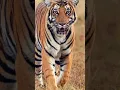 Download Lagu I'm walking alone 🐅