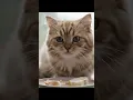 Nyum Nyum Nyum 🐱😻 #asmr #trending #viral #fyp #shorts #ytshorts #relaxing