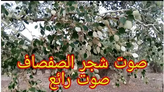 صوت حفيف شجر الصفصاف صوت رائع للإسترخاء 
