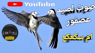 صوت لصيد عصفور ام سكعكع 2025  صوت لصيد عصفور ام سكعكع 2025