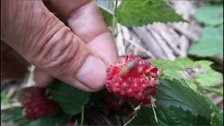 Слизни поубиваются сами, ничего не надо делать