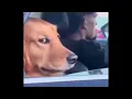 Dog closing the car window in attitude trending meme template