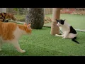 Download Lagu 初めて猫ハウスに入った雨ちゃん…先輩たちに負けない強気な姿が可愛すぎる！